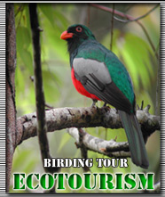Costa Rica Ecotourism and Costa Rica Nature, Birding tour