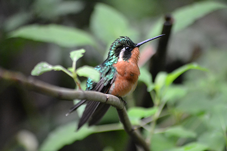  Costa Rica Birdwatching Trip